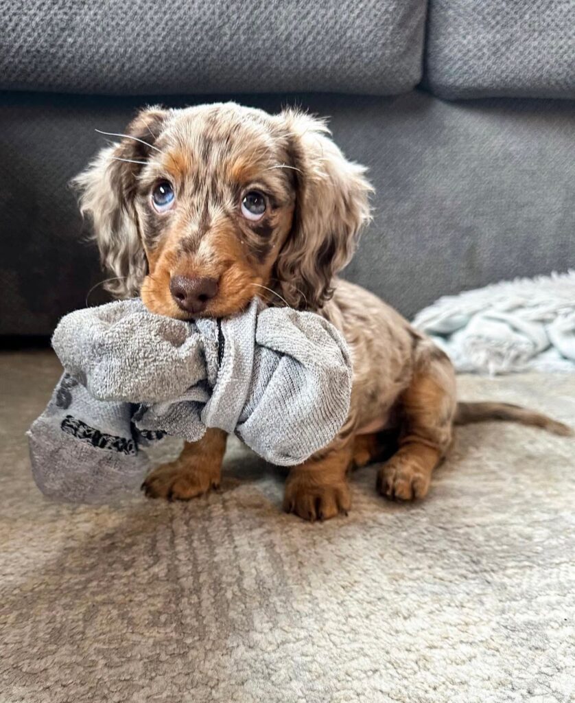 Dackel welpen zu verkaufen