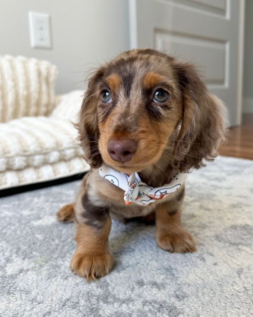 Dackel welpen zu verkaufen