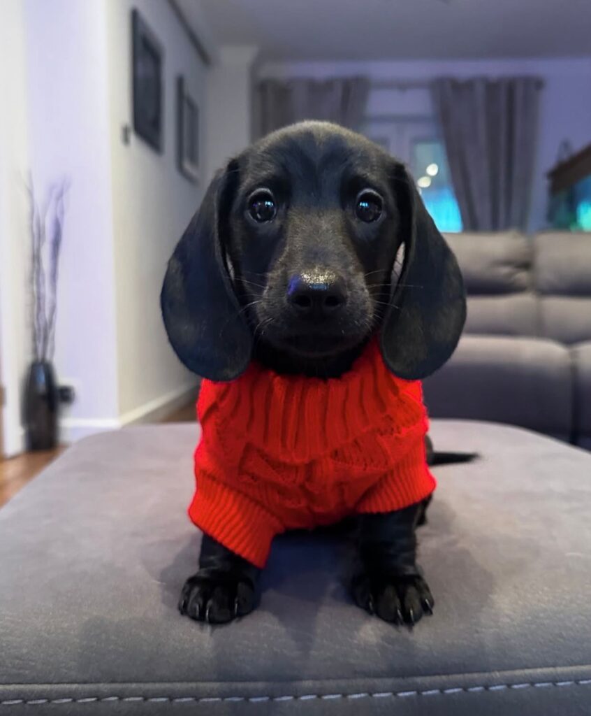 Dackel welpen zu verkaufen